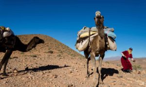 La transhumance au Maroc avec les nomades Aït Atta