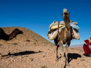 transhumance-01