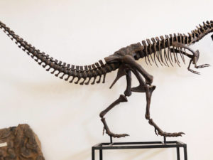 musee-fossile-erfoud-01