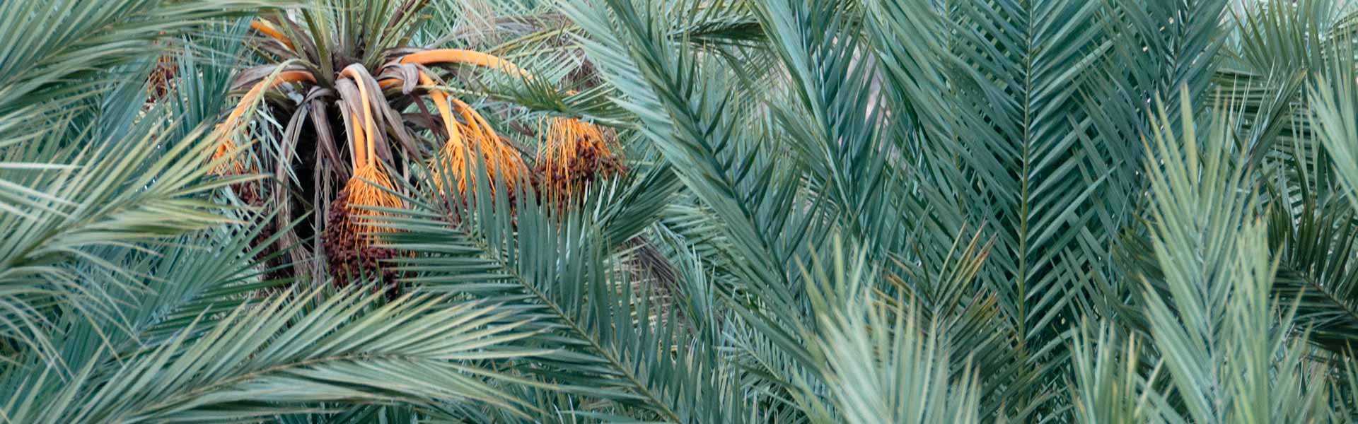 Les palmiers dattiers du Sud Est Maroc