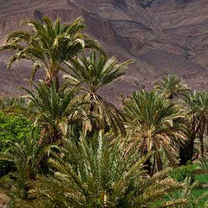 L'oasis de Fint près d'Ouarzazate est un havre de fraicheur et de repos.