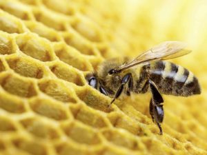 abeille-01