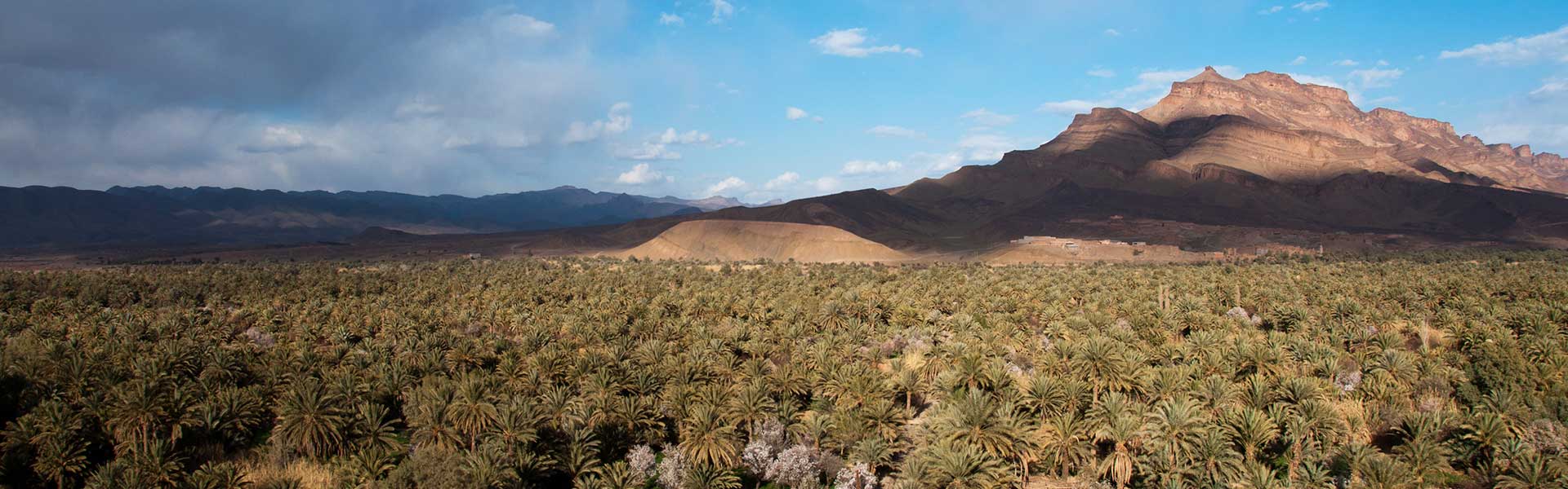 Oasis de Mezguita près d'Agdz