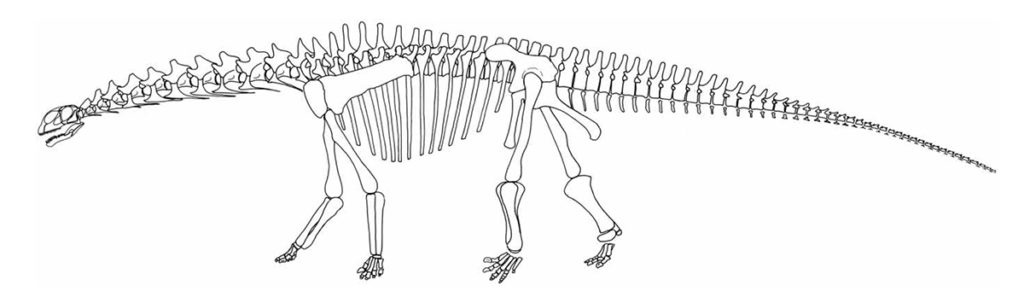 Croquis du squellette du dinosaure Tazouda