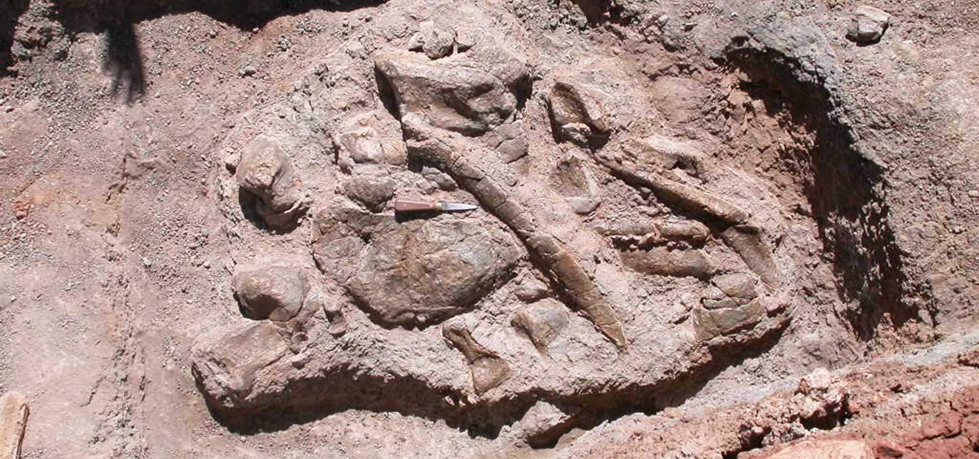 Dans les environs de Ouarzazate, les ossements du plus vieux dinosaure découvert au Maroc