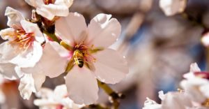 Une abeille sur une fleur d'amandier symbolise le renouveau du tourisme national au Maroc