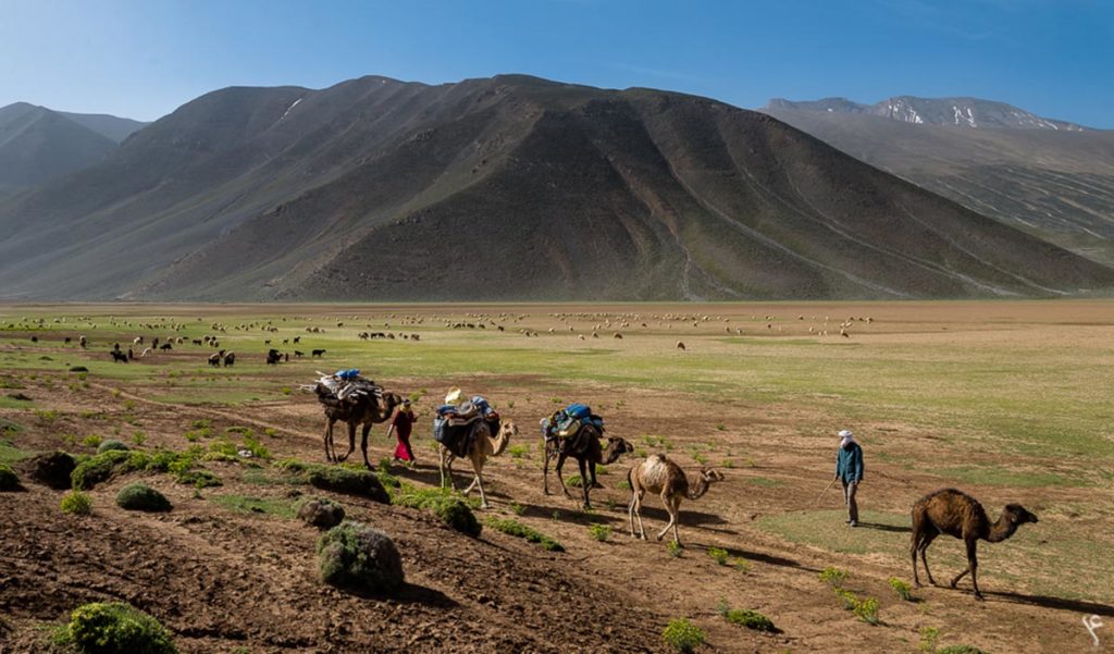 Les caravanes chamelières sont une tradition ancestrale du Maroc