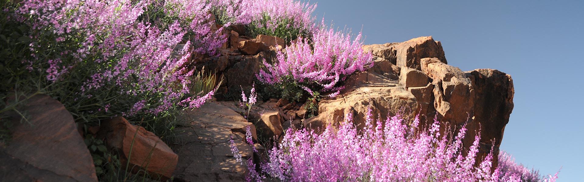 Les fleurs sauvages des montages du haut Atla au Sud Est du Maroc