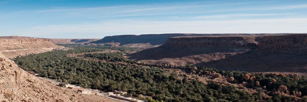 Une palmeraie dans la région d'Errachidia