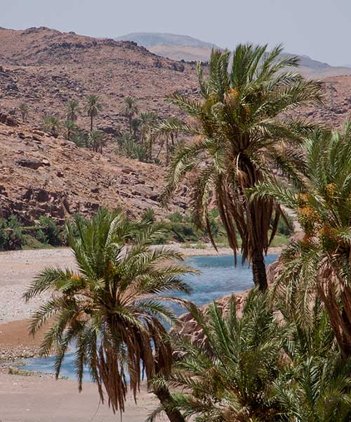 Oasis de Skoura