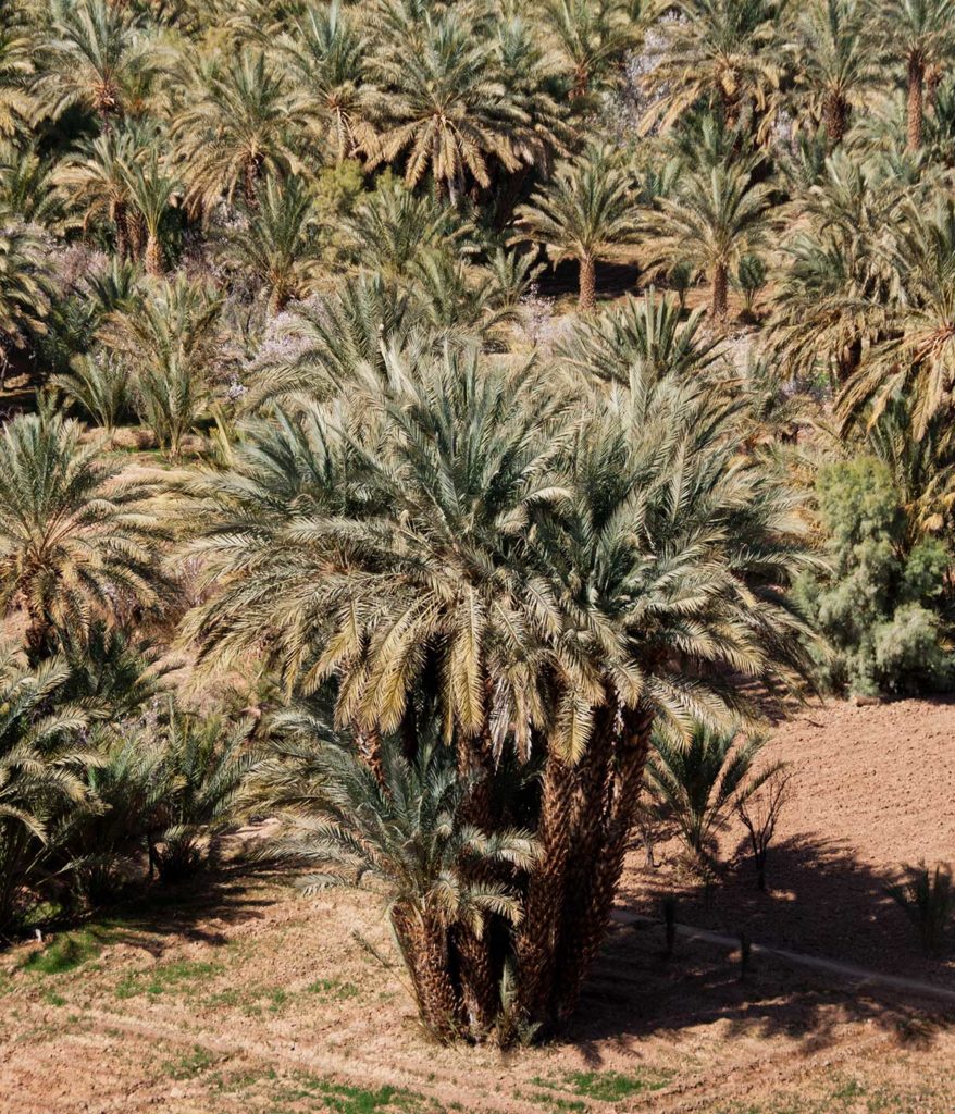 Palmeraie d'Agdz