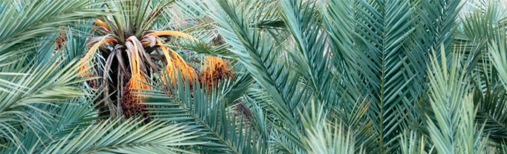 Palmier dattier dans l'oasis de Fint près d'Ouarzazate
