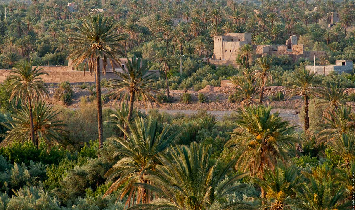 Oasis de Skoura, près d'Ouarzazate