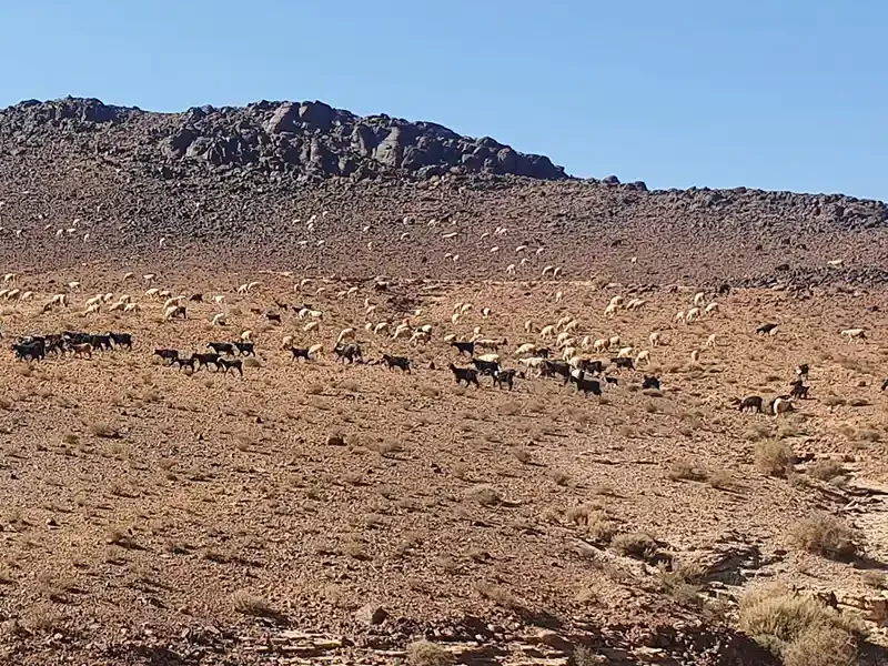 Troupeau de moutons dans la montagne près d'Ouarzazate