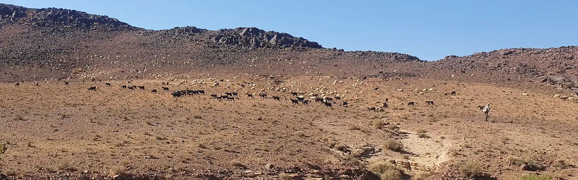 Troupeau de moutons dans la montagne près d'Ouarzazate