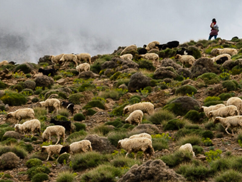 Berger de montagne au Maroc par A. Azizi