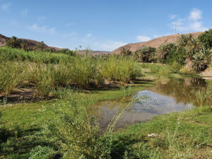 L'oasis de Fint pour sudestmaroc.com