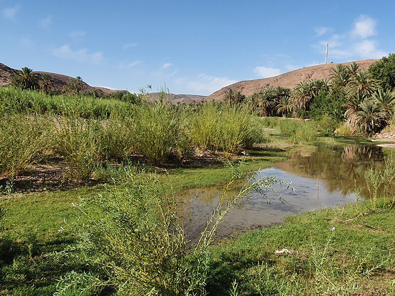 L'oasis de Fint pour sudestmaroc.com