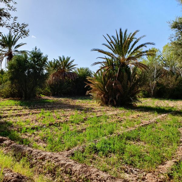 Les jardins de la palmeraie de Skoura