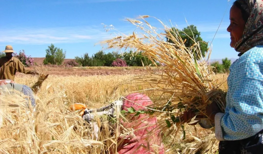 La récolte à la main d'un champ de blé au Maroc