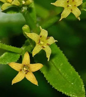 Fleur de garance
