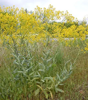 Isatis Tinctoria