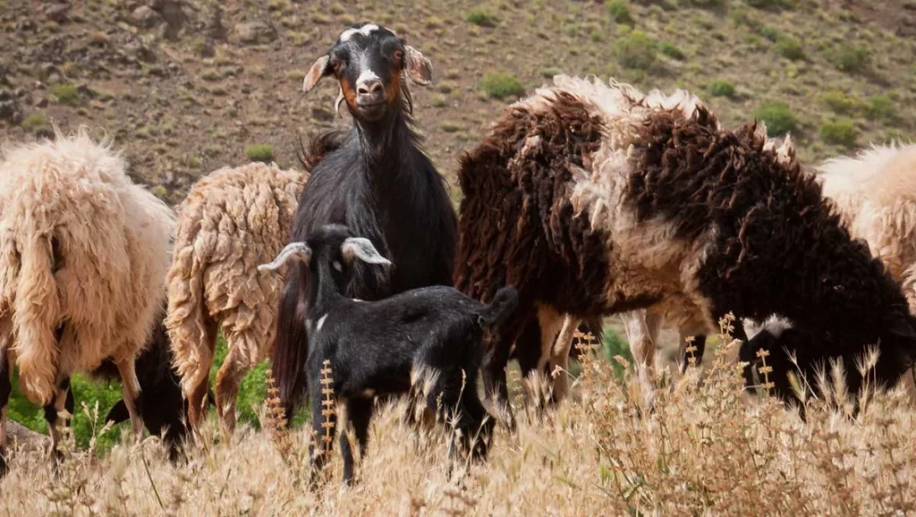 Moutons du Siroua